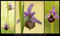 Ophrys-argolica